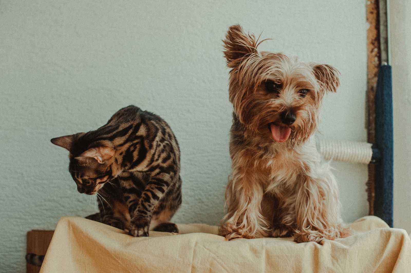 Pet grooming tools and brushes set