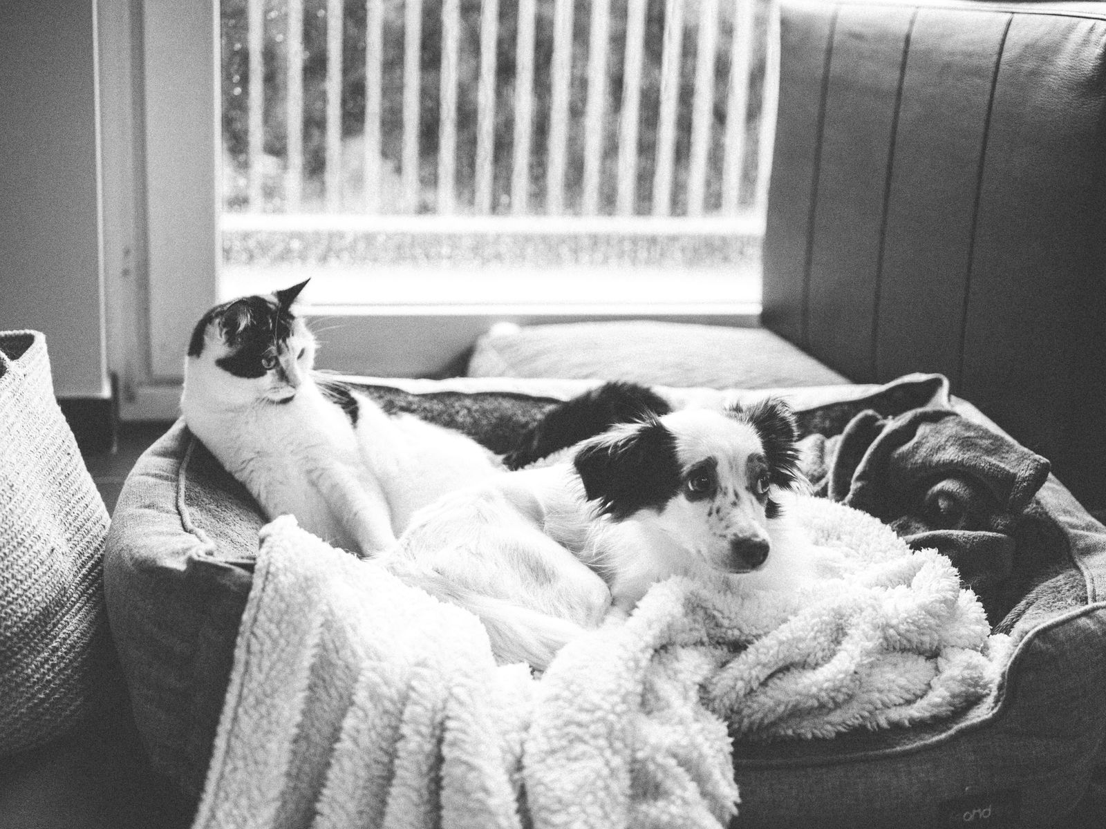 Pet carrier bag for small dogs and cats