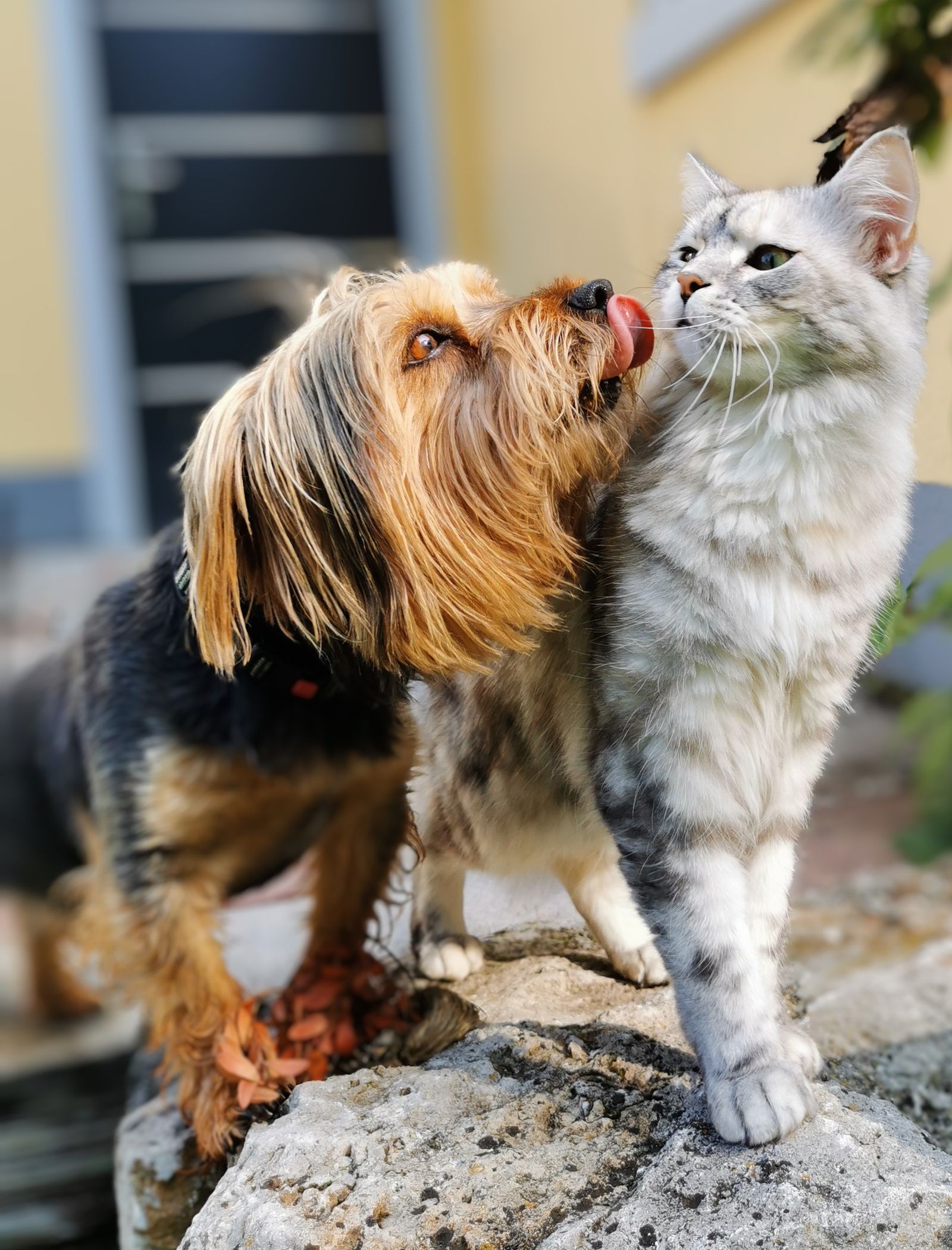Cozy pet bed for dogs and cats