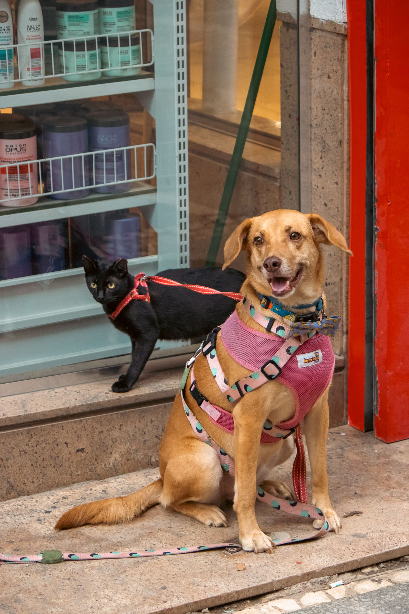 Pet toys and chew toys for dogs and cats