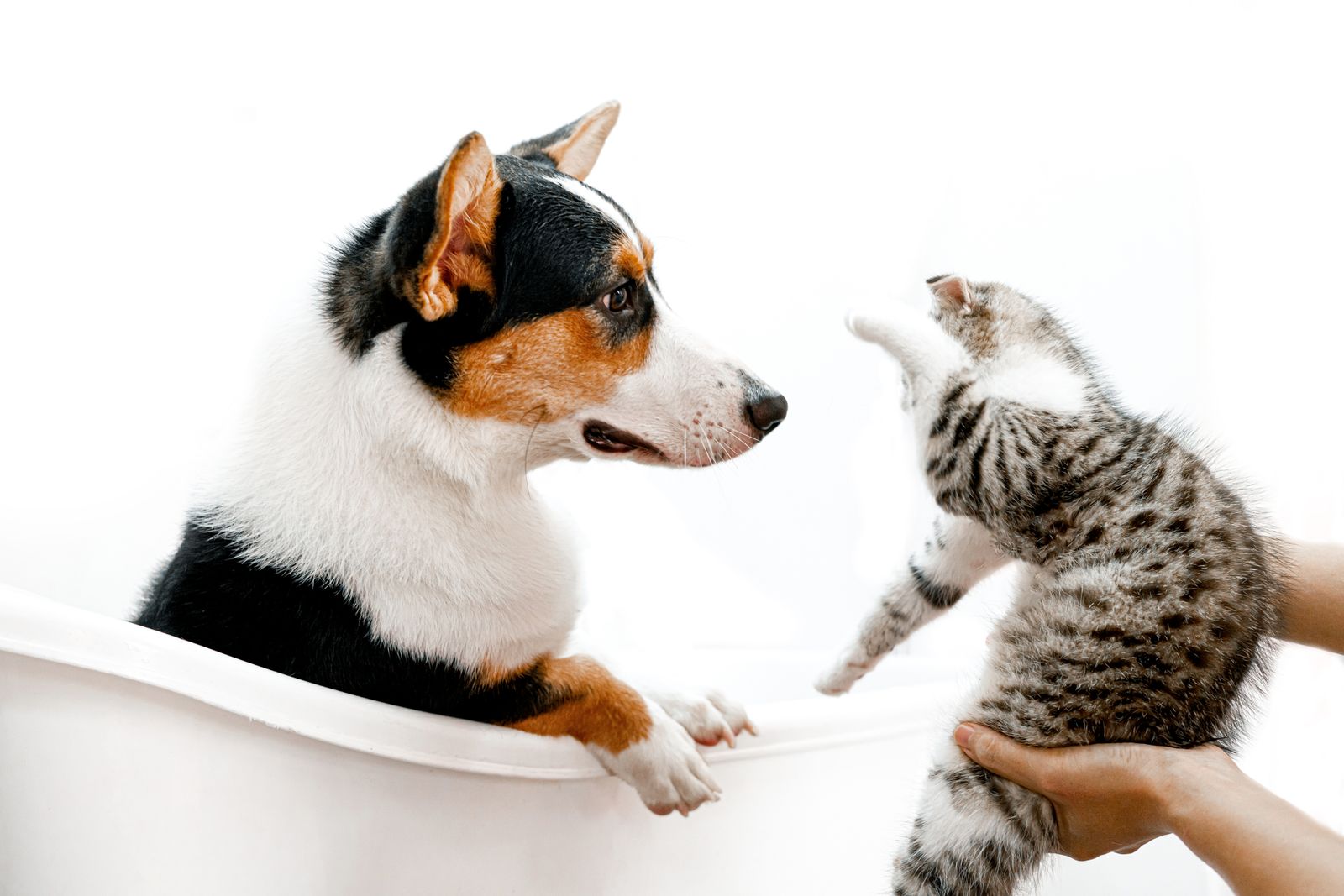 Pet accessories with collar and bowl set